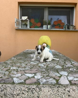 Cuccioli jack Russell
