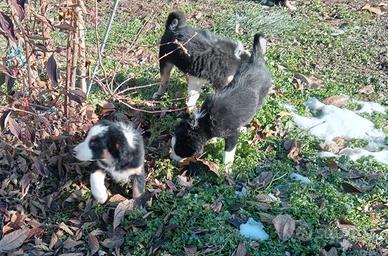 Cuccioli border collie