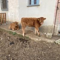 Vitelli lemousine in purezza