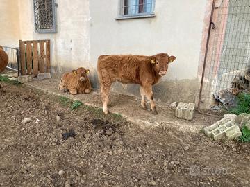 Vitelli lemousine in purezza