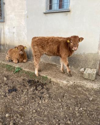 Vitelli lemousine in purezza