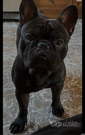 Disponibile bulldog francese per monta