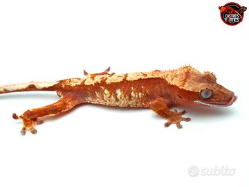 Geco ciliatus red tricolor maschio (geco crestato)