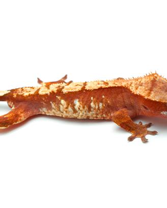 Geco ciliatus red tricolor maschio (geco crestato)