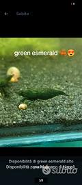 Neocaridine Green esmerald
