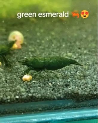 Neocaridine Green esmerald