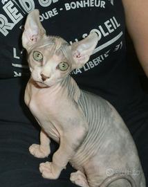Canadian Sphynx Elf