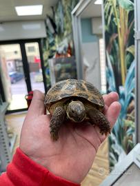 Testudo horsfieldi