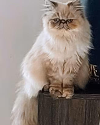 Gatta persiana ipertipica