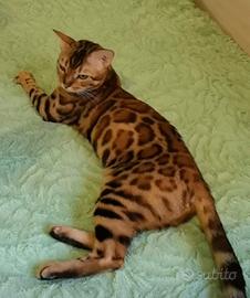 Gattina bengala per riproduzione con pedigree ANFI