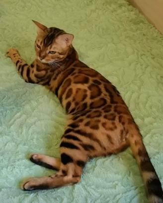 Gattina bengala per riproduzione con pedigree ANFI