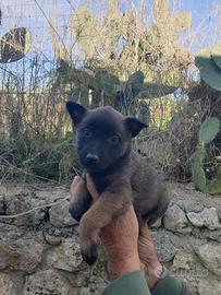 Cucciolo pastore malinois
