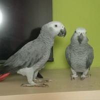 Cenerino coda rossa allevato a mano