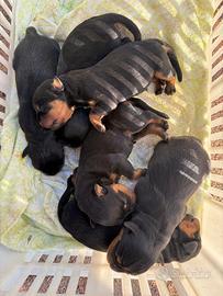 Cuccioli Rottweiler alta genealogia