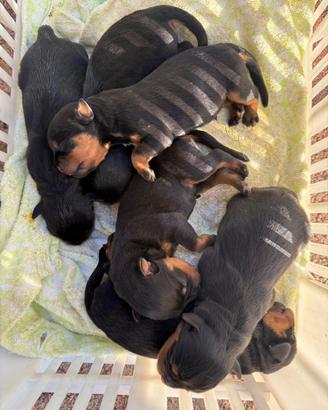 Cuccioli Rottweiler alta genealogia