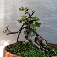 Bonsai fico