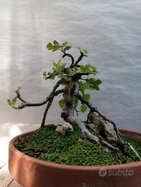 Bonsai fico