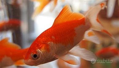 Pesci rossi per laghetti