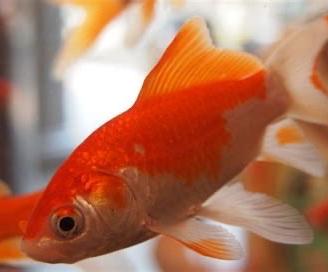 Pesci rossi per laghetti