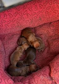 Cuccioli di bassotto mini toy