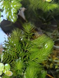 Pianta acquatica Ceratophillum 
