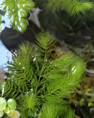 Pianta acquatica Ceratophillum 