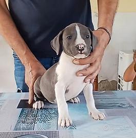 American Staffordshire Terrier 