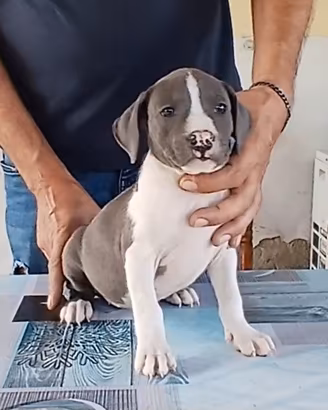 American Staffordshire Terrier 