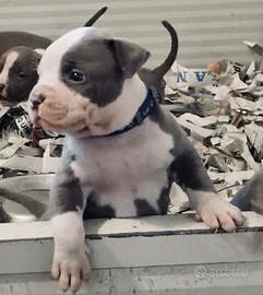 Cuccioli Amstaff blu