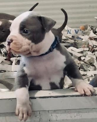 Cuccioli Amstaff blu
