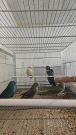 Kakariki