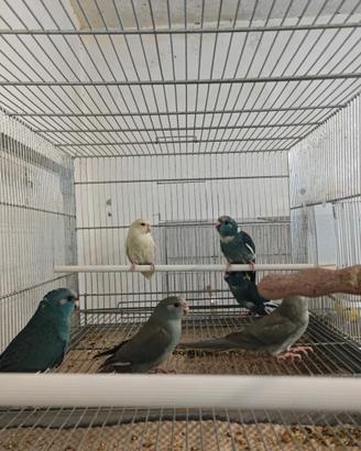 Kakariki