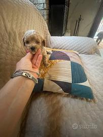 Maltipoo toy