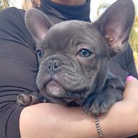 Bulldog francese total blue esotico