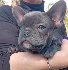 Bulldog francese total blue esotico