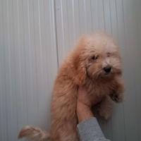 Barboncini champagne