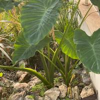 Colocasia esculenta