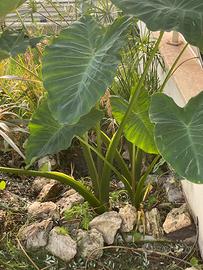 Colocasia esculenta