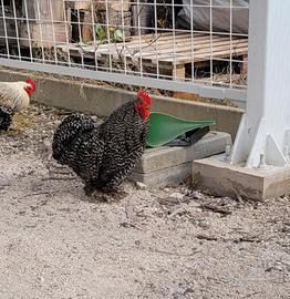 Galli cocincina nana