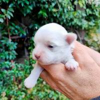 Maltese maschietto pedigree