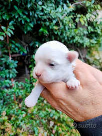 Maltese maschietto pedigree