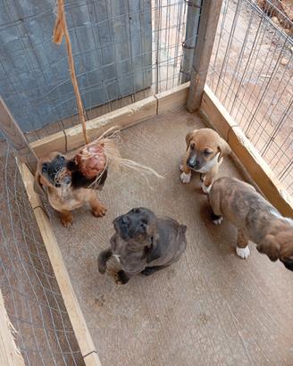 Cuccioli di segugio maremmano