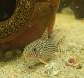 Corydoras sterbay