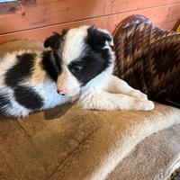 Cuccioli Border Collie