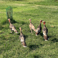 Giovani tacchini maschi