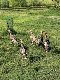 Giovani tacchini maschi