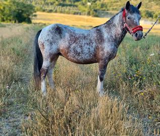 Pony femmina