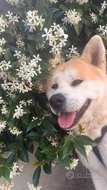 Akita inu per monta