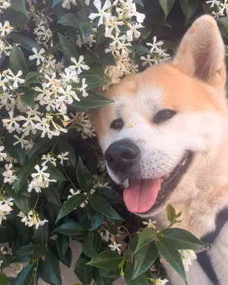 Akita inu per monta