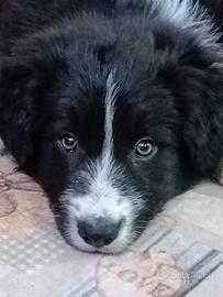 Ultimo cucciolo di border collie con pedigree enci